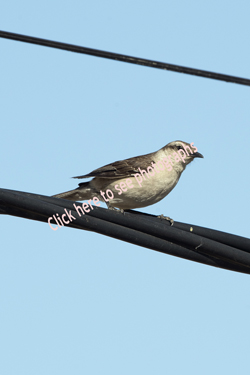 Click here to see the Chalk-browed Mockingbird